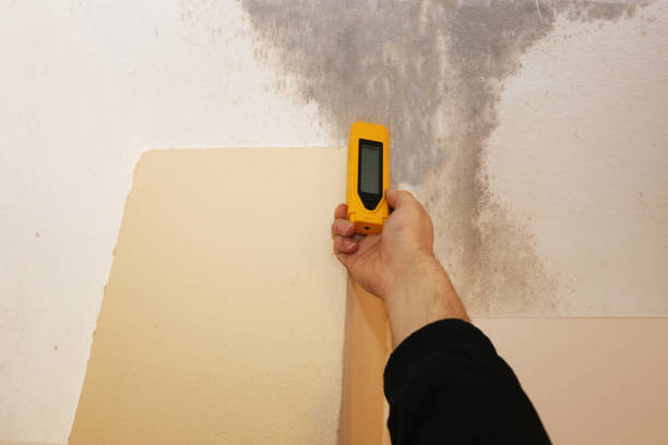 Best Mold-Related Health Consultation  in Alto, TX