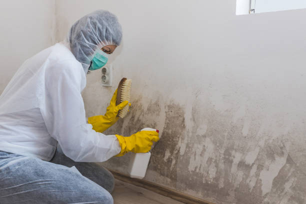 Best Asbestos and Lead Testing During Mold Inspection  in Alto, TX