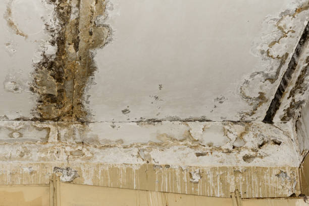 Best Mold Prevention Services  in Alto, TX