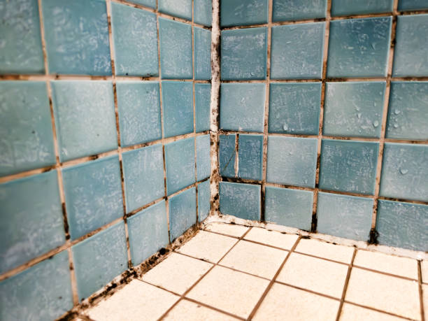 Best Commercial Mold Inspection  in Alto, TX