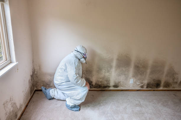 Best Post-Construction Mold Inspection  in Alto, TX