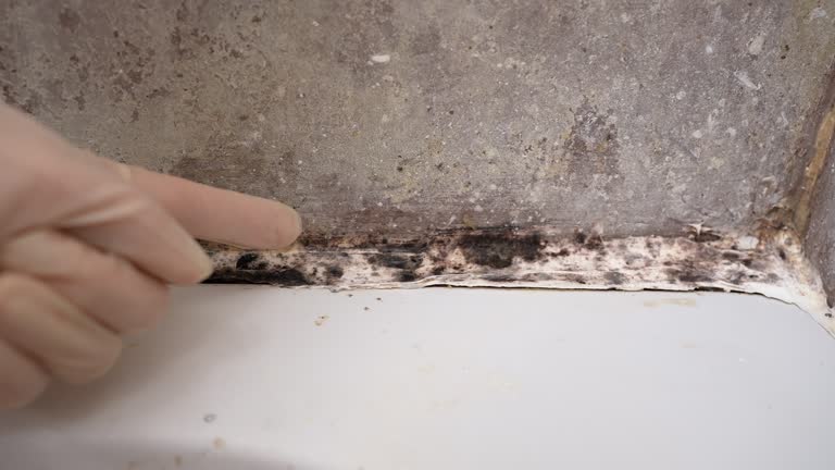 Best Emergency Mold Remediation  in Alto, TX