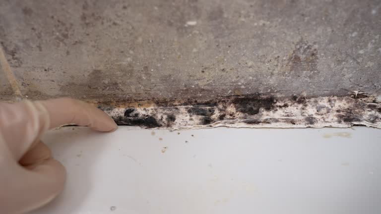 Alto, TX Mold Removal Company